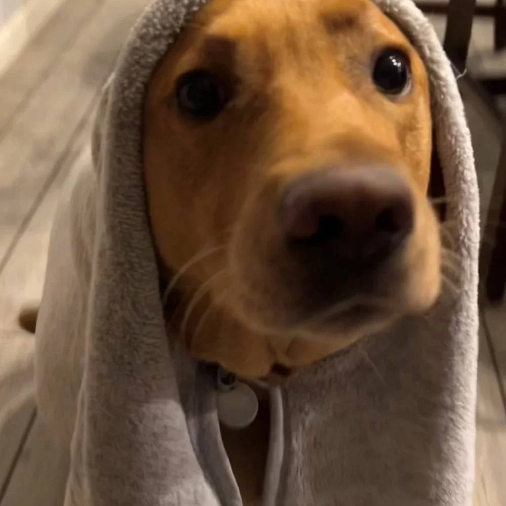 Milo's Choice Microfiber Pet Towel with Ear Shaped Drying Pockets